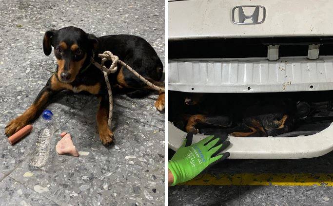 The rescued dog. On the right, where the animal was found in the body of the car / Ayuntamiento de Fuengirola.