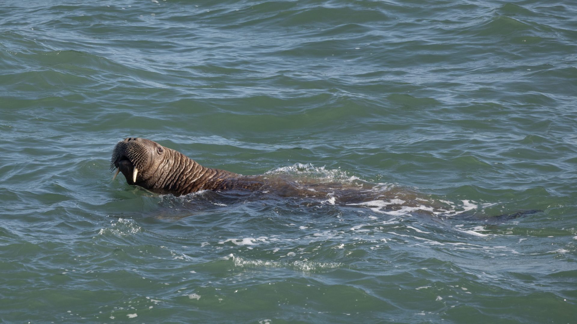 THERE’S WALLY!: Walrus spotted in Spain, 2,000 miles from his Arctic