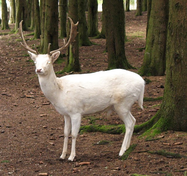 Albino Deer Credit Wikimedia