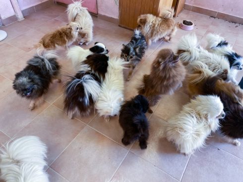 Dozens Of Cute Puppies Discovered At Illegal Breeding Farm On The Costa Blanca In Spain