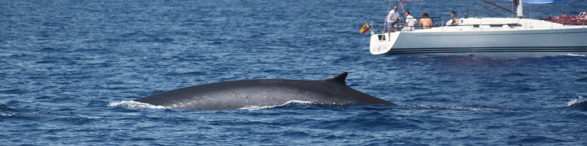 Fin Whale