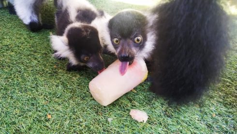 Keeping Their Cool As Benidorm Animals Enjoy Ice Lollies As Heatwave Hits The Costa Blanca In Spain