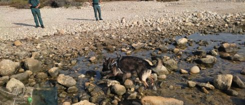 Sniffer dog tries to find poison put in food to kill pets on a Costa Blanca canine beach in Spain