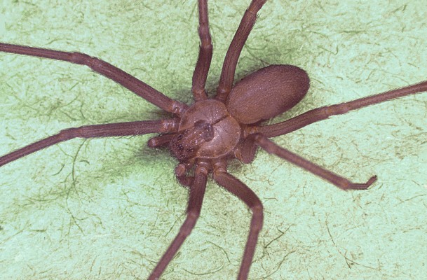 Brown Recluse Spider Loxosceles Reclusa 609x400