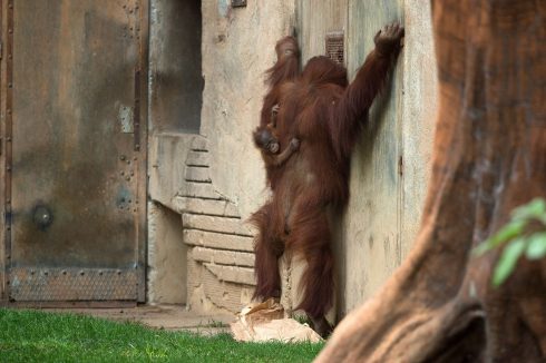 Bornean Orangutan At Bioparc Fuengirola In Malaga, Spain 14 Aug 2021