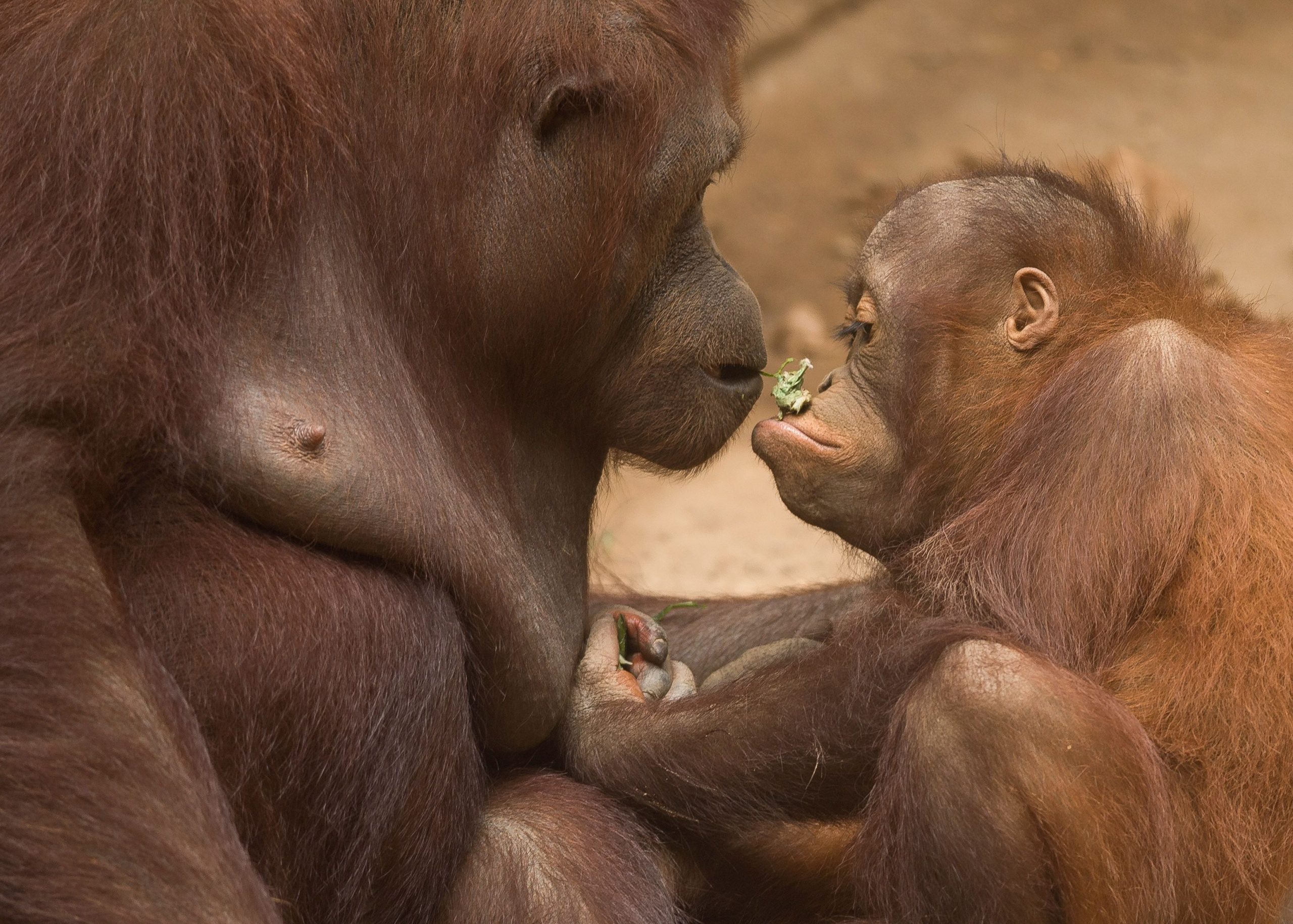 Bornean Orangutan At Bioparc Fuengirola In Malaga, Spain 14 Aug 2021