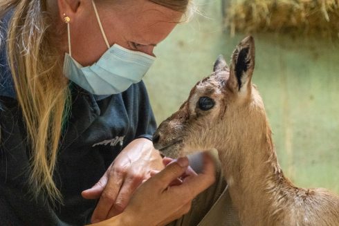 Cria De Gacela Mhorr Bioparc Valencia 2