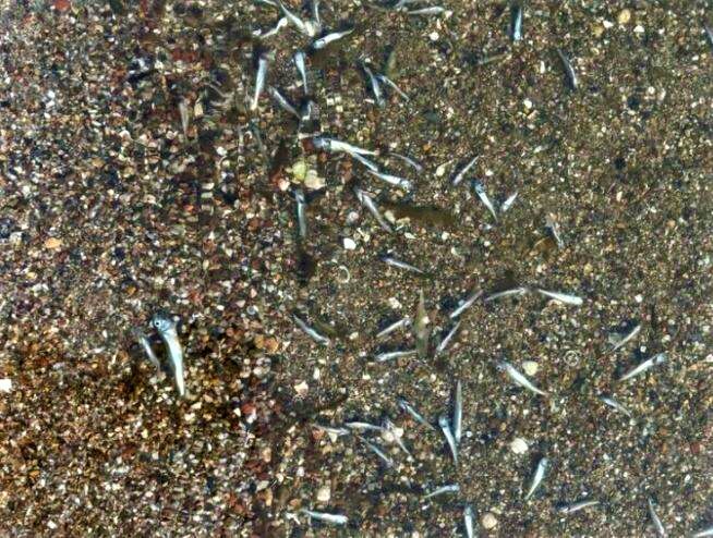Dead Fish Wash Ashore Sos Mar Menor