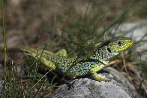 Lizards on Ibiza in Spain are threatened by snake population boom caused by rise in British tourists