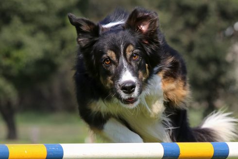 Dog show Sevilla