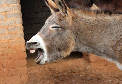 Donkey Lena Bauermeister Unsplash