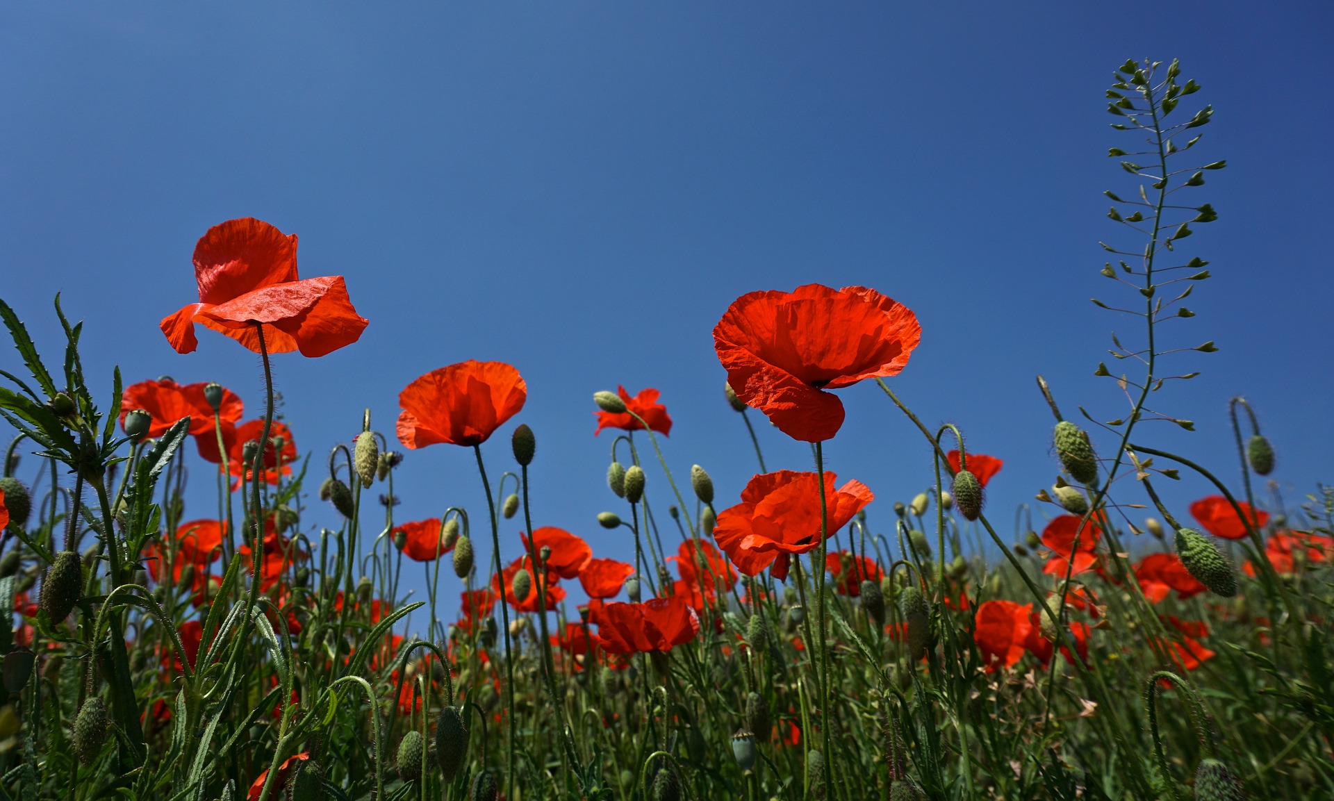 Poppies