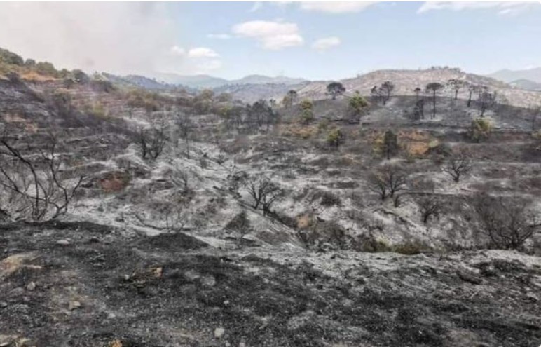 scorched wildfire Bermeja