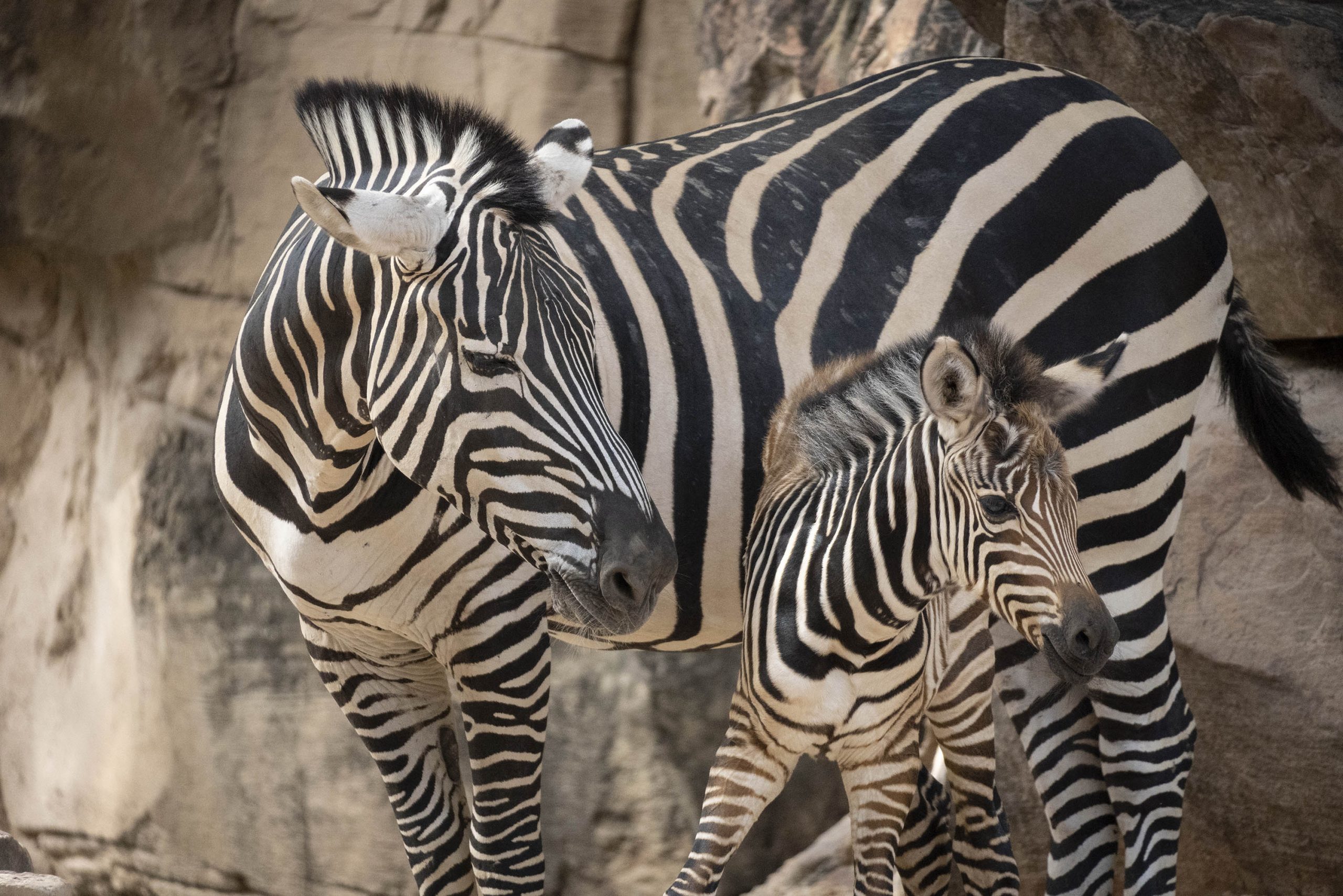 Septiembre 2021 Bioparc Valencia Nueva Cria De Cebra 8