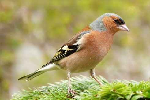 First bird census in Spain’s Sierra de las Nieves detects 82 bird species