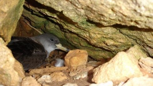 balearic shearwater