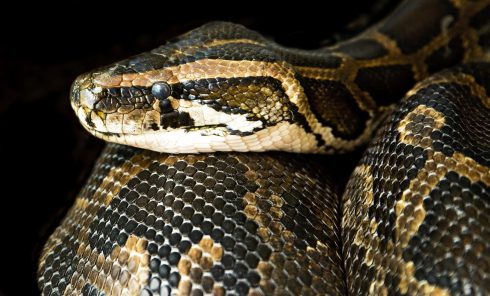 Frantic search for two-metre-long boa constrictor after is escapes from house in Spain’s Palencia