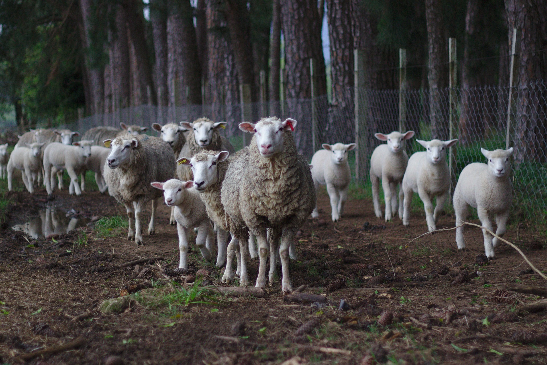 livestock on Sierra Bermeja farms