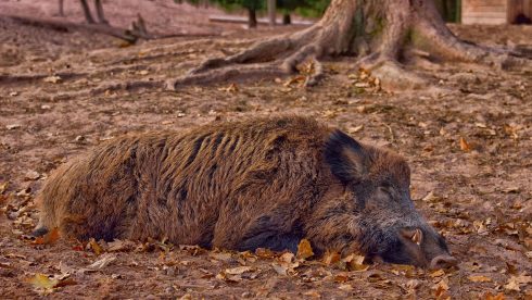 Ecologists call for hunting ban in area razed by the Sierra Bermeja fire in Spain’s Malaga