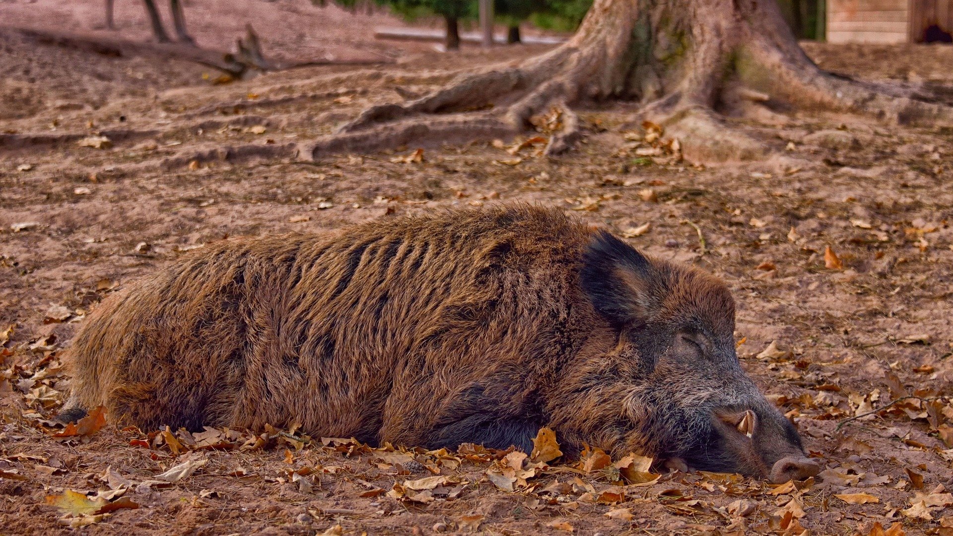 Ecologists call for hunting ban in area razed by the Sierra Bermeja fire in Spain’s Malaga