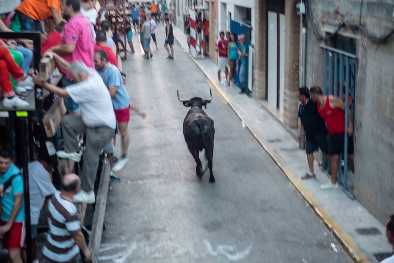 bous al carrer, bull running, valencia PHOTO:Ajuntament De Vilamarxant /FLickr