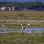 flamingos in doñana Francisco Manuel Esteban /Flickr