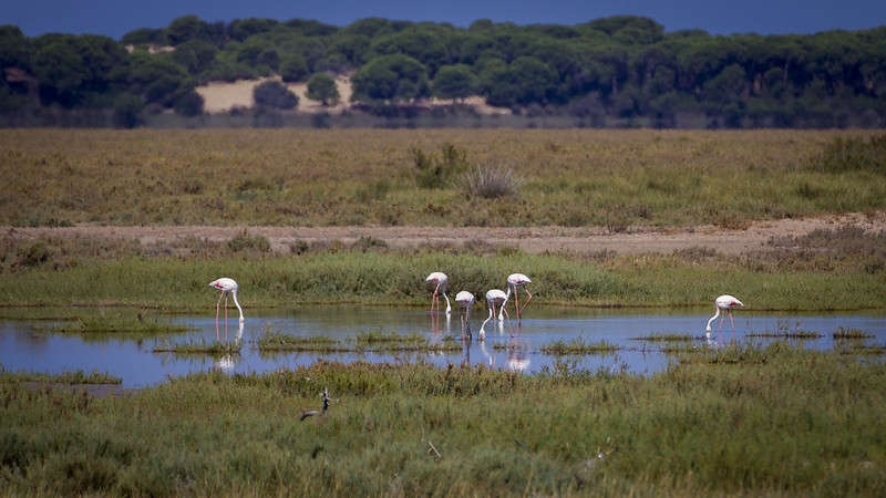 flamingos in doñana Francisco Manuel Esteban /Flickr