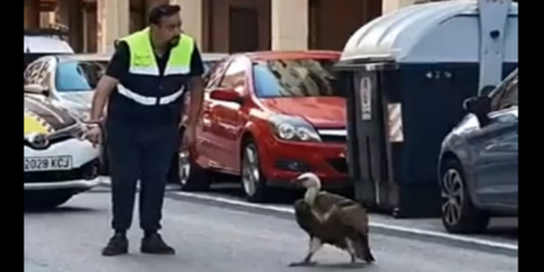 Benidorm Vulture Capture