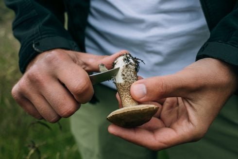 Man Clean Fresh Wild Picked Mushrooms