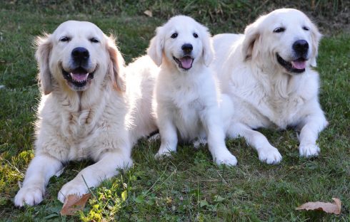 Guide Dog Puppy