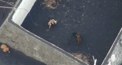 Image Of Dogs Trapped On La Palma