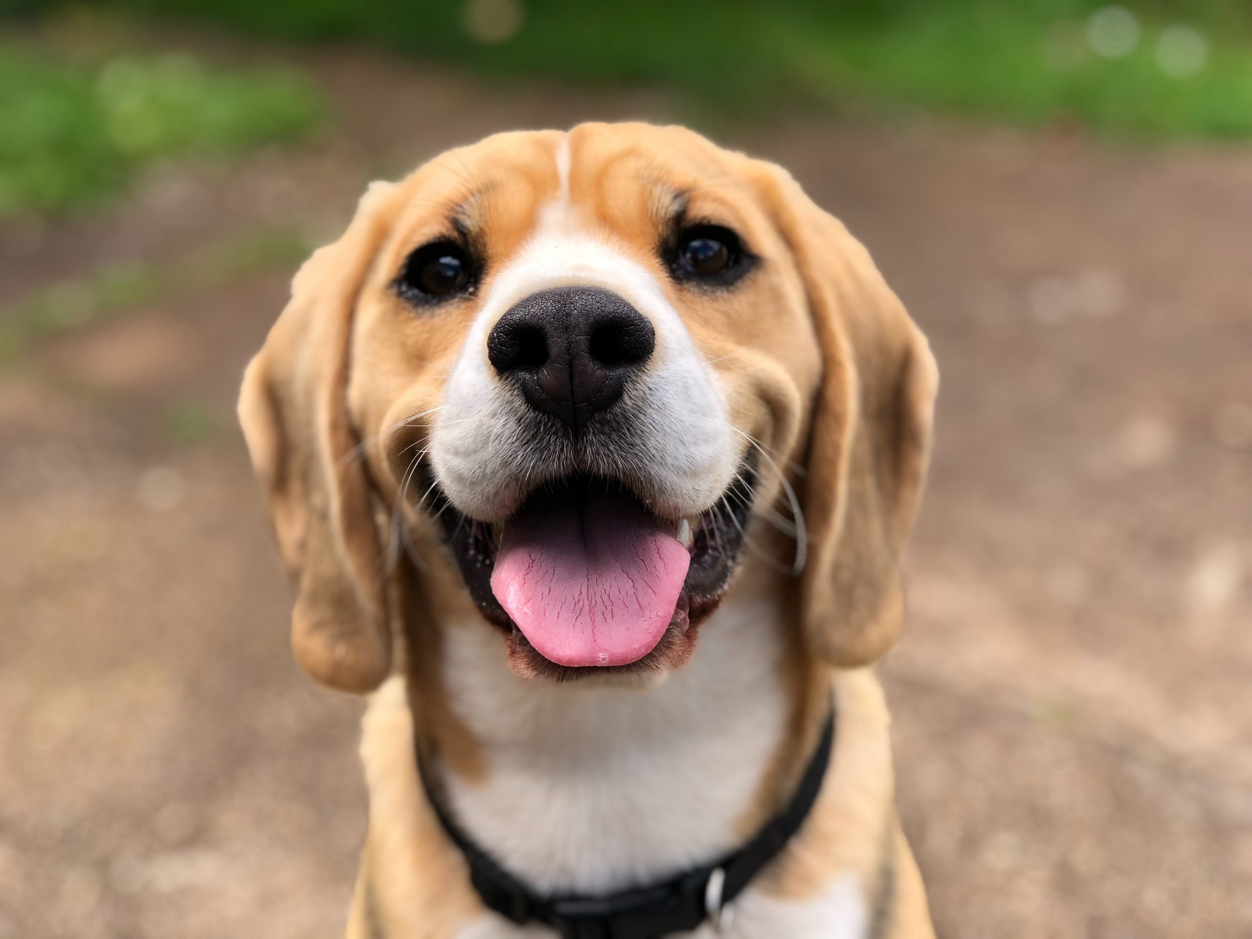 Dog Photo by Marliese Streefland on Unsplash