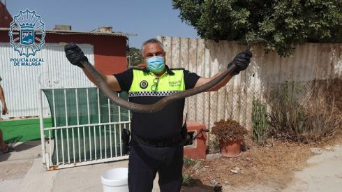 Snake Measuring More Than 1.5 Metres Was Captured In Malaga City Credit Policia Local