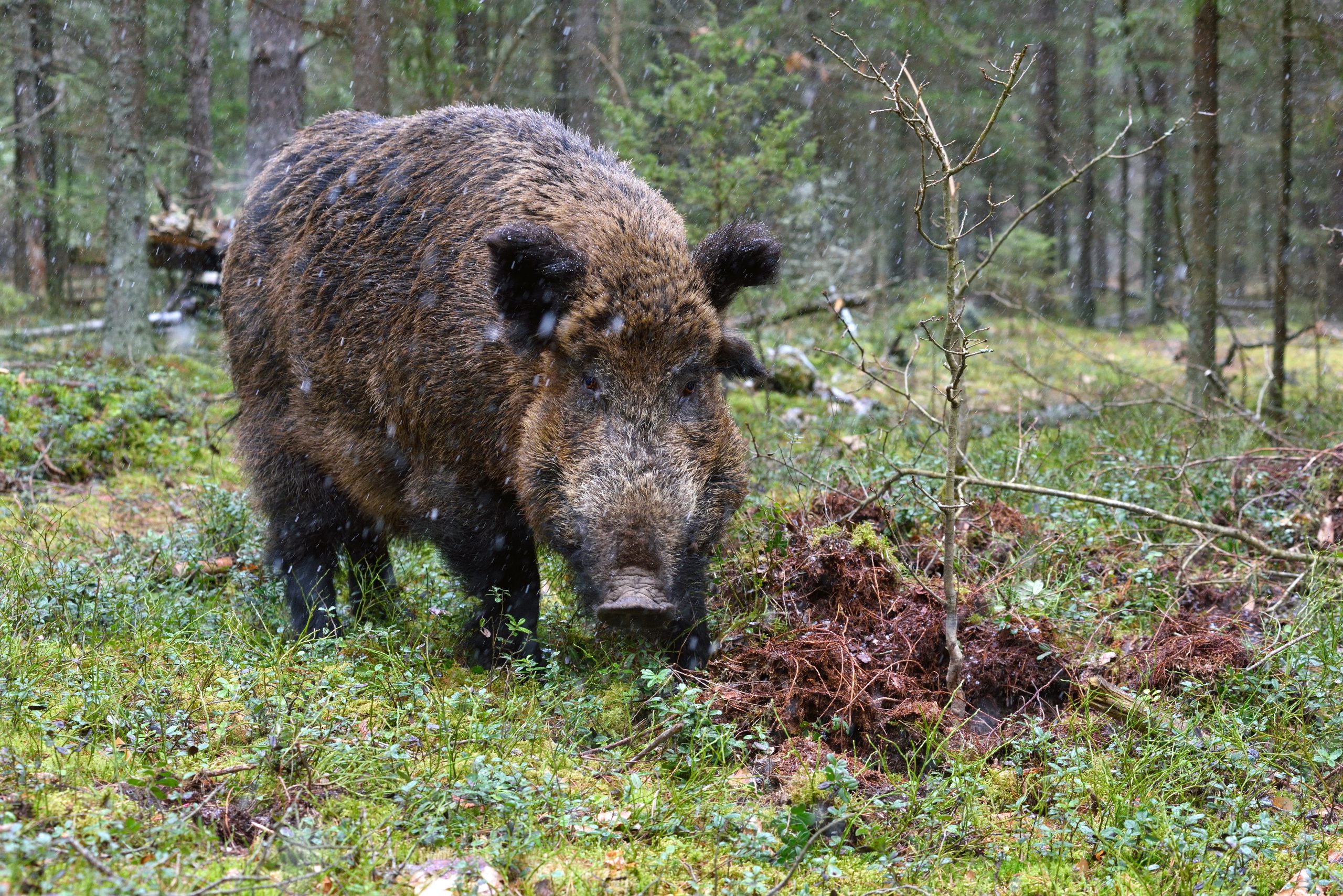 VIDEO: How wild boars are increasingly terrorizing urban zones in Spain ...