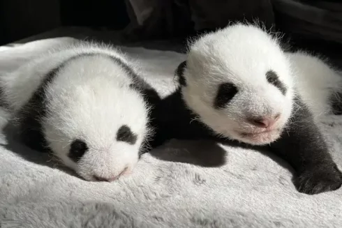 panda twins @Madrid zoo