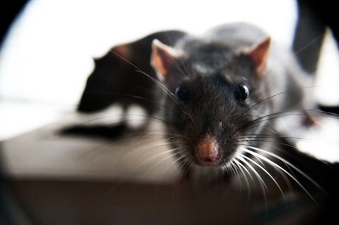 rat photo; Matt Baume /flickr