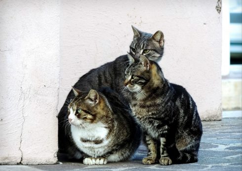 Cat colony problem causes conflict between residents in Spain’s Antequera