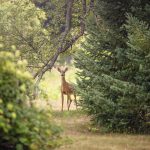 Nearly100 deer die in a natural park in Spain’s Andalucia due to weather-related lung disease