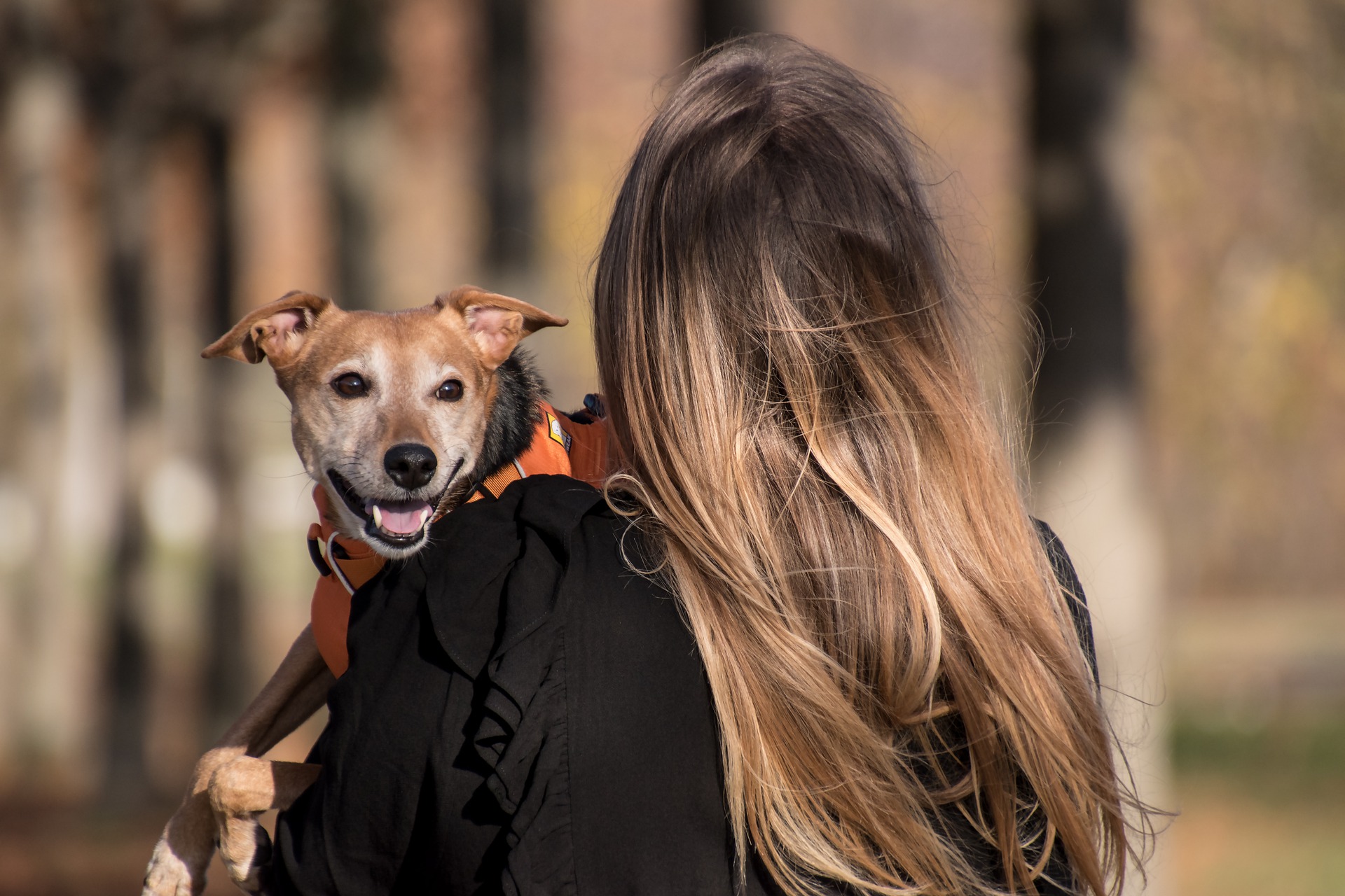 Unions in Spain’s Andalucia call for emotional support dogs used with victims of abuse to have same legal rights as guide dogs