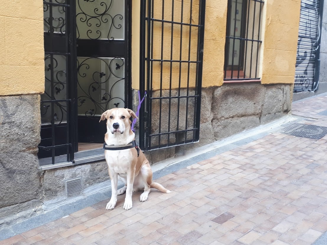 Dog Photo By Fiona Govan