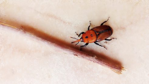 Red Palm Weevil