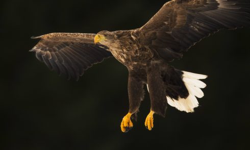 Animal,animals,wildlife,vertebrate,vertebrates,chordate,chordates,bird,birds,accipitridae,sea Eagle,sea Eagles,eagle,eagles,bird Of Prey,birds Of Prey,raptor,raptors,haliaeetus Albicilla,white Tailed Sea Eagle,white Tailed Eagle,flying,landing,europe,northern Europe,north Europe,nordic Countries,scandinavia,skandinavia,norway,portrait,portraits,animal Limb,animal Limbs,limb,limbs,animal Foot,animal Feet,feet,foot,flight,airborne,european,in Flight,animals,vertebrates,chordates,sea Eagles,eagles,birds Of Prey,raptors,portraits,animal,wildlife,vertebrate,bird,birds,accipitridae,sea Eagle,haliaeetus Albicilla,white Tailed Sea Eagle,flying,landing,europe,northern Europe,nordic Countries,scandinavia,norway,portrait