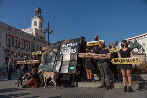 Spain: Protest To Save The Galgos