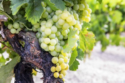 Grapes of wrath for Costa Blanca vineyard owner in Spain who didn't get paid for UK export deal