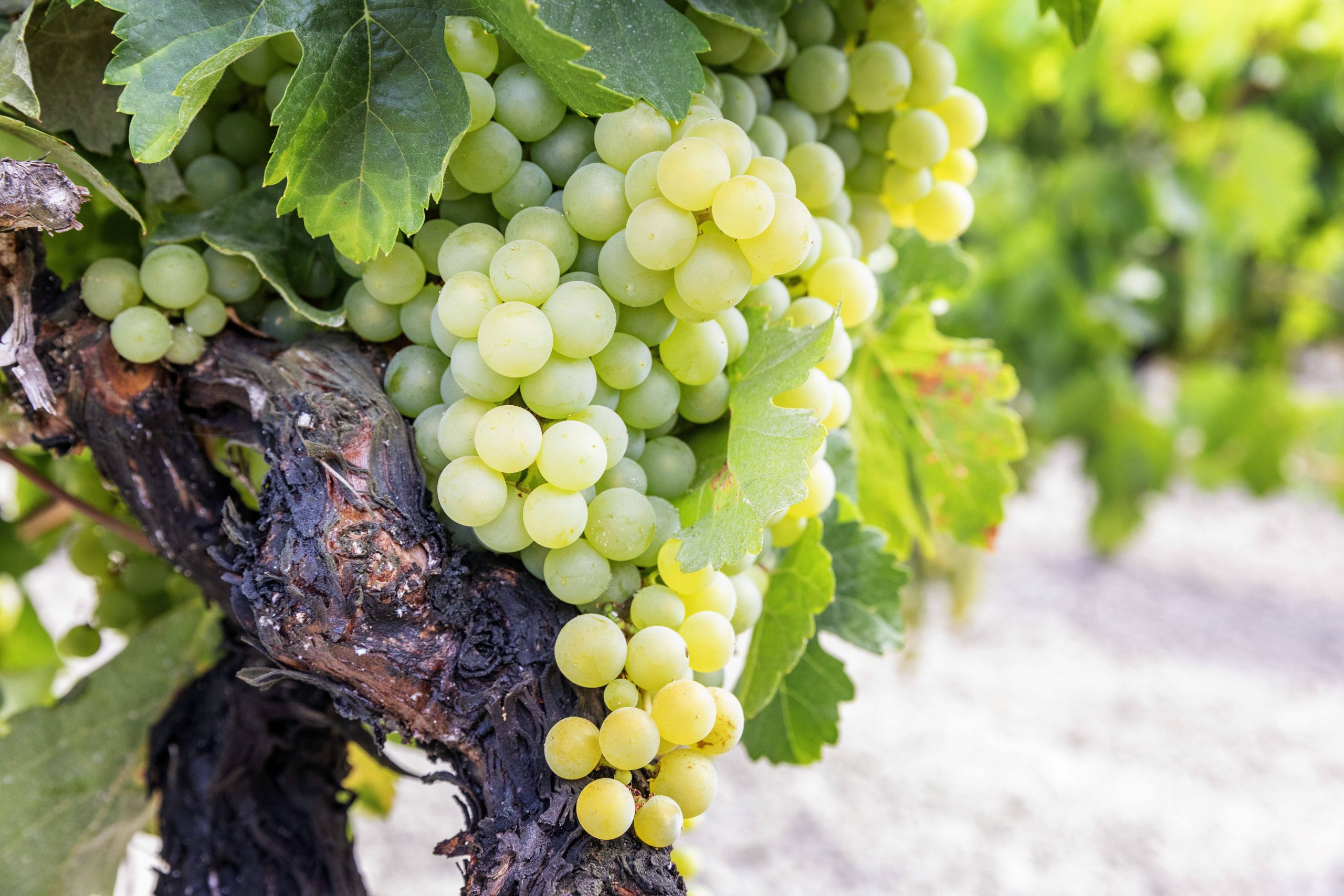 Drought Forces Earliest grape harvest in continental Europe to be brought forward