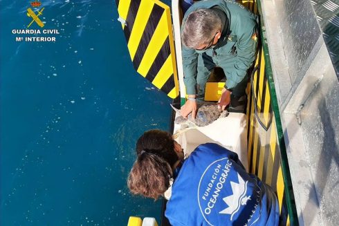 Rescued Loggerhead Turtles Are Taken Back Home To The Sea Off The Costa Blanca In Spain