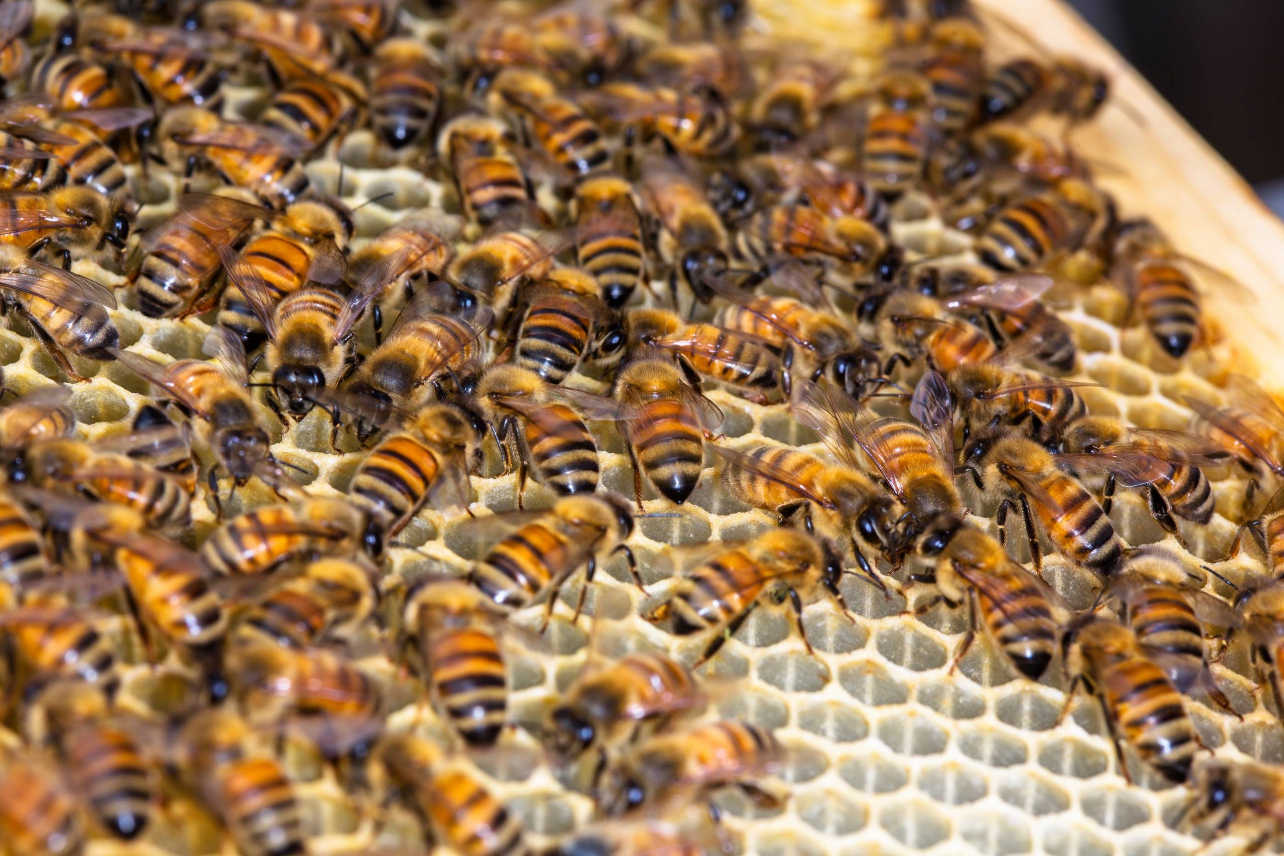 Hive Frame With Bees, Close Up