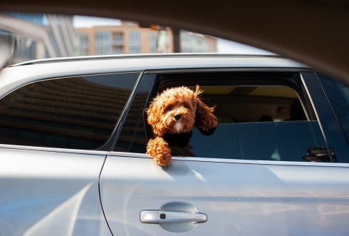 Uber pet friendly rides now possible in Spain’s Malaga, Sevilla and Madrid