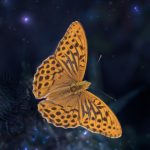 Image of a night butterfly, credit: Pixabay