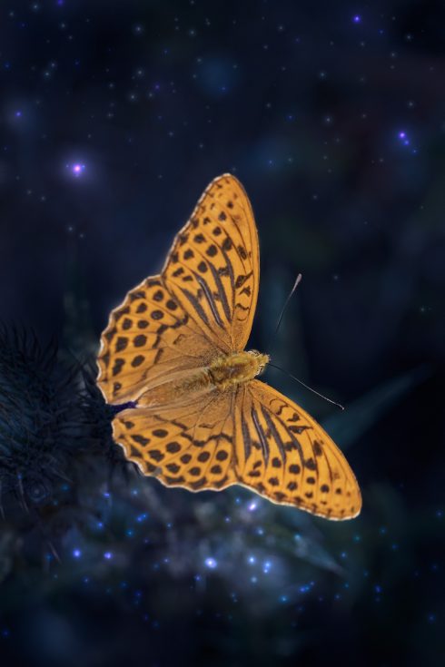 Image of a night butterfly, credit: Pixabay